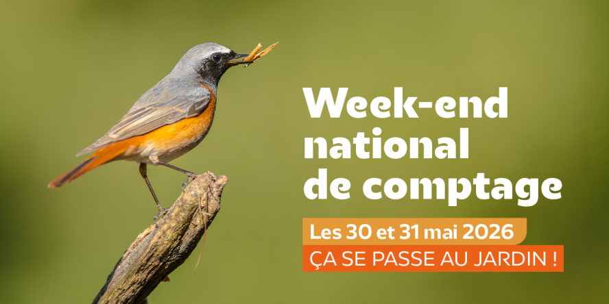 Comptage des oiseaux des jardins au Parc de la République